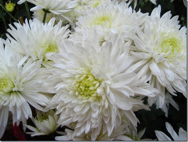 小榄菊花展