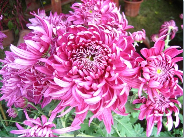 小榄菊花展