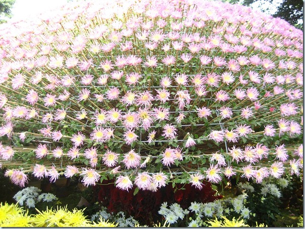 小榄菊花展