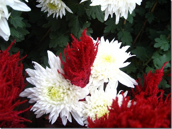 小榄菊花展