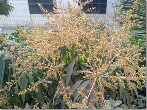芒果树