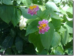 20110619024